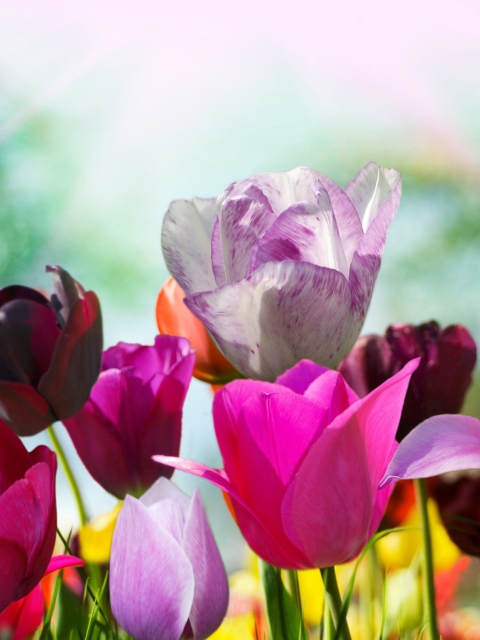 Das Colorful Tulips Wallpaper 480x640