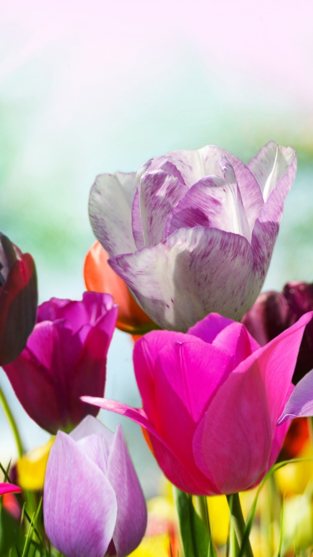 Das Colorful Tulips Wallpaper 640x1136