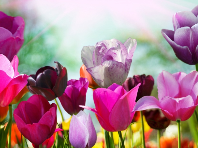 Das Colorful Tulips Wallpaper 640x480