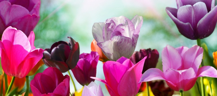 Colorful Tulips wallpaper 720x320