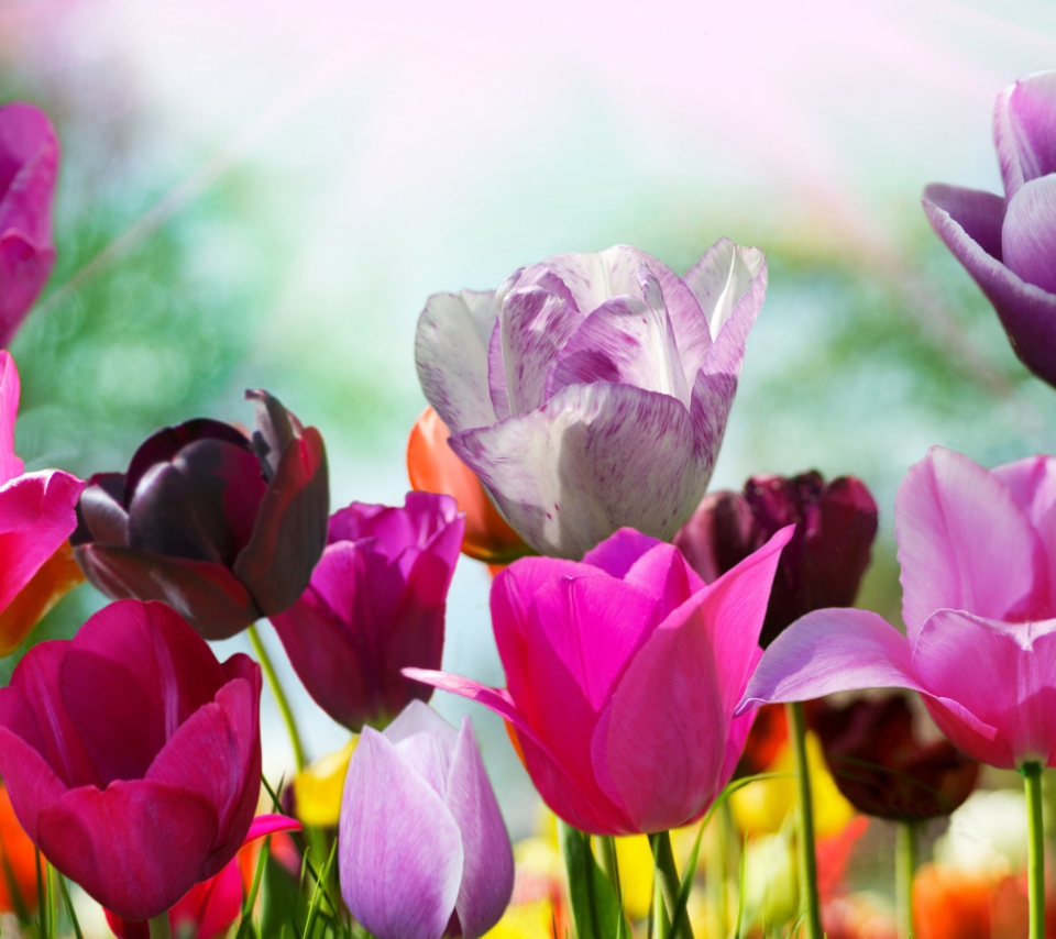 Das Colorful Tulips Wallpaper 960x854
