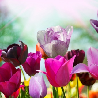 Colorful Tulips sfondi gratuiti per iPad mini 2