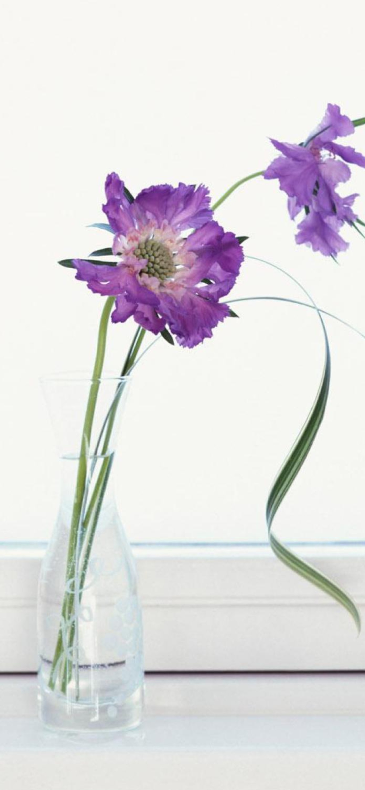 Sfondi Purple Flowers 1170x2532