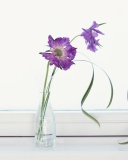 Обои Purple Flowers 128x160