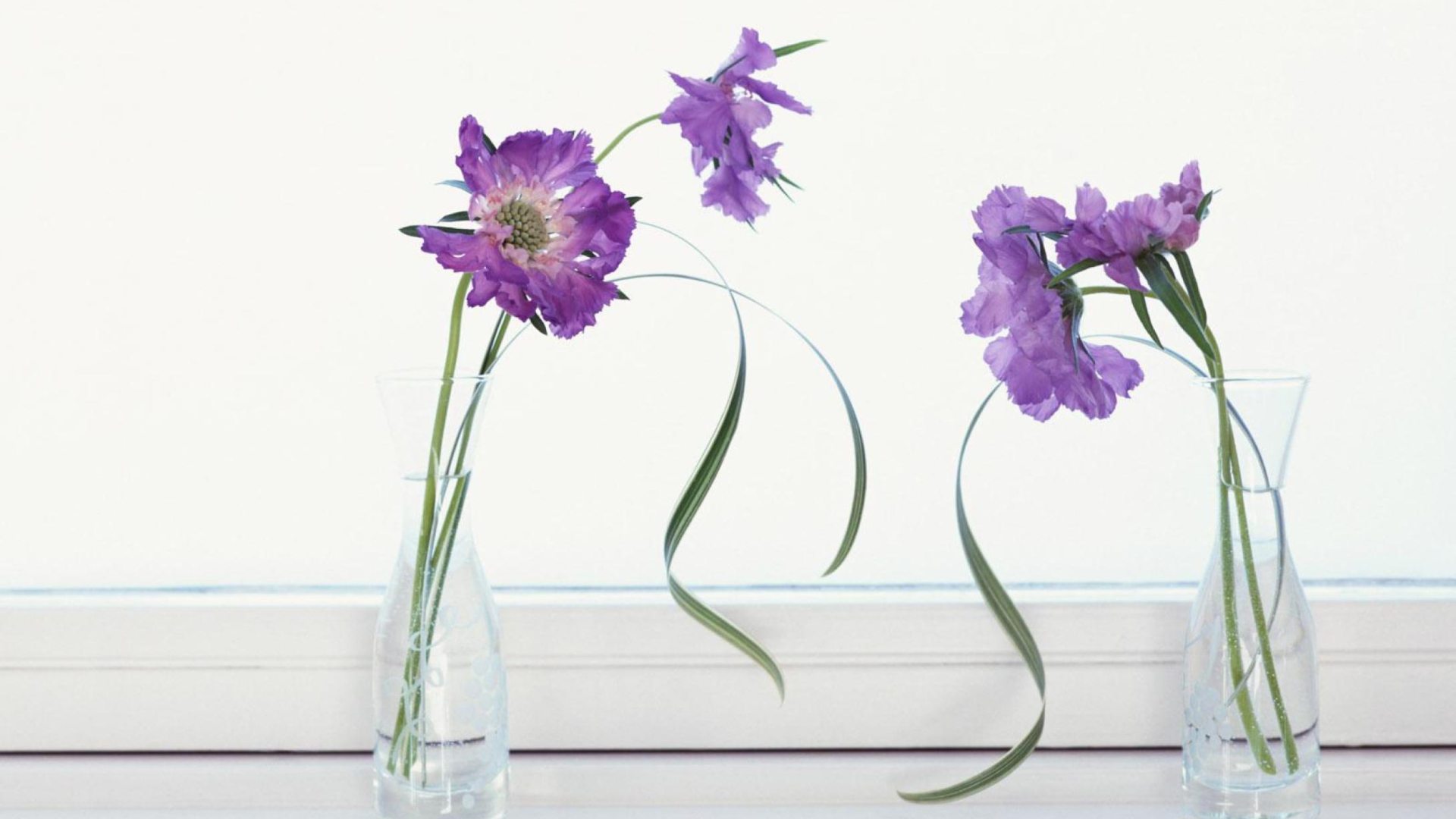 Обои Purple Flowers 1920x1080
