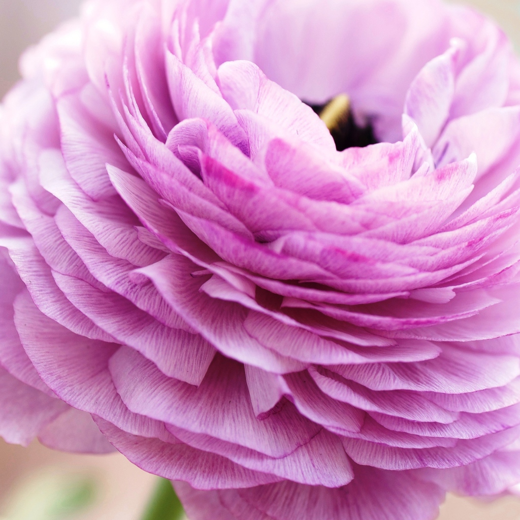 Sfondi Pink Ranunculus 1024x1024