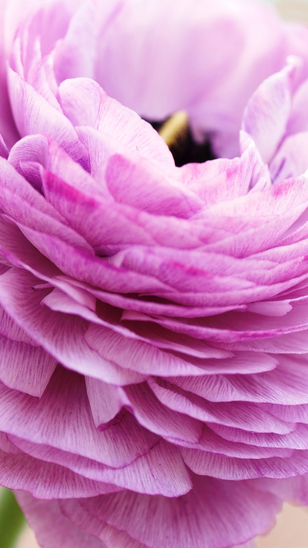 Pink Ranunculus wallpaper 1080x1920