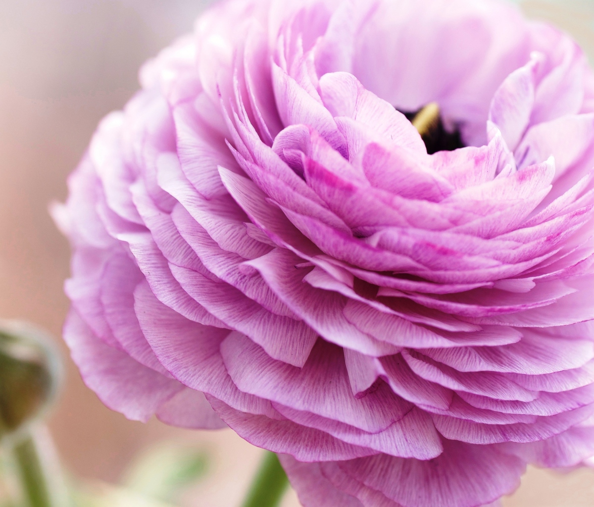 Pink Ranunculus screenshot #1 1200x1024