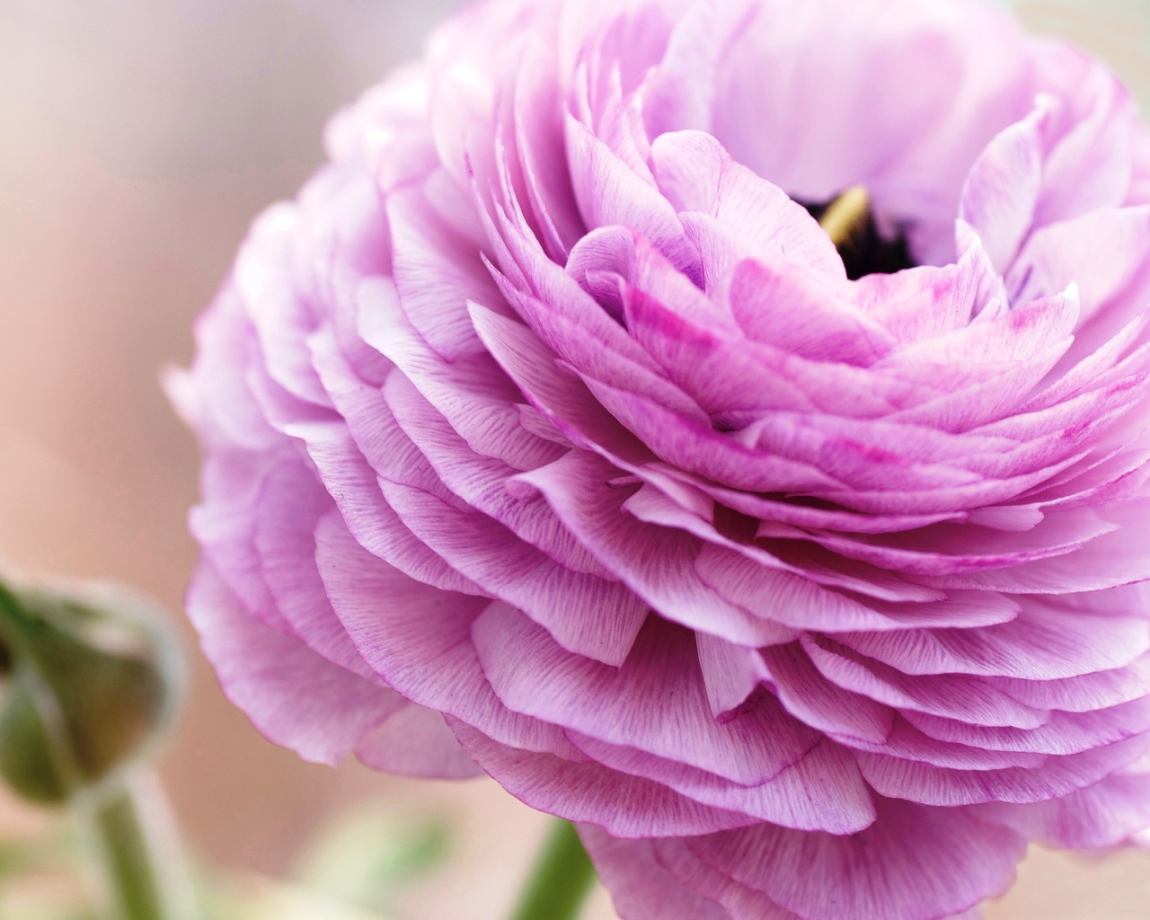 Pink Ranunculus screenshot #1 1280x1024