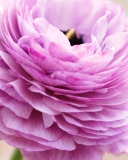 Pink Ranunculus screenshot #1 128x160
