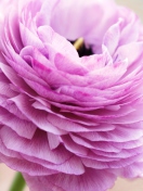 Pink Ranunculus screenshot #1 132x176