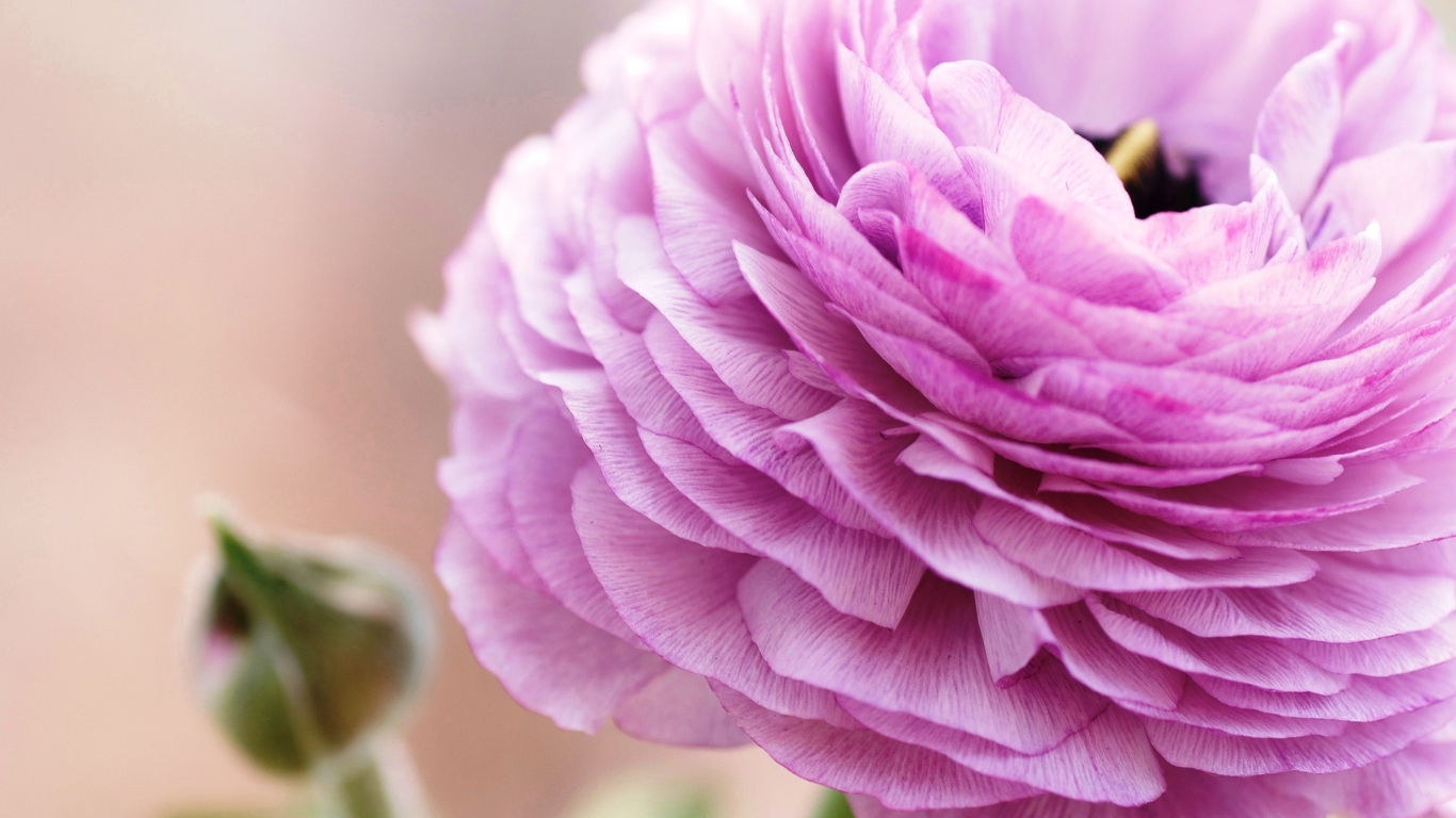 Screenshot №1 pro téma Pink Ranunculus 1366x768