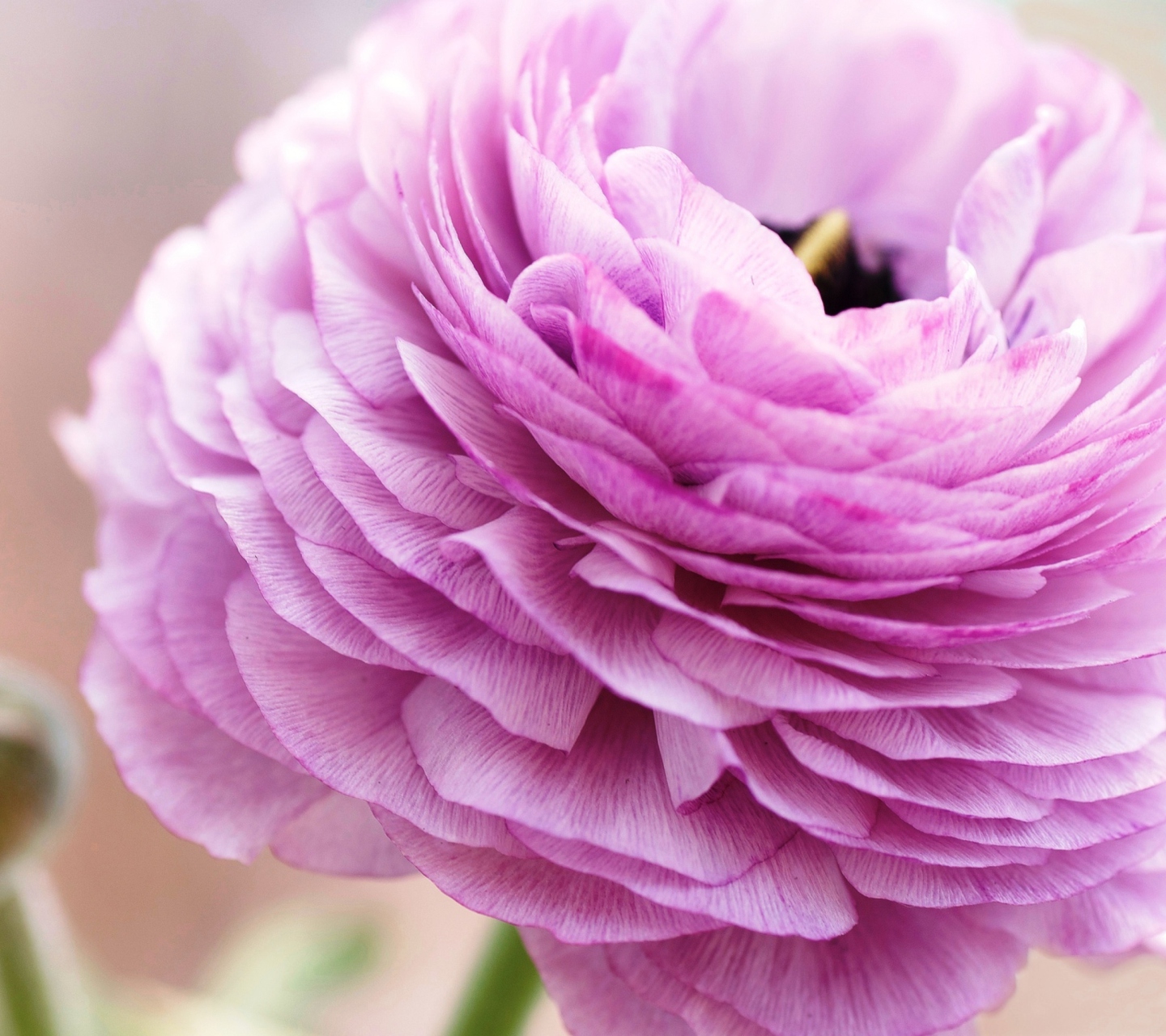 Pink Ranunculus screenshot #1 1440x1280