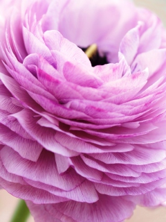 Pink Ranunculus screenshot #1 240x320