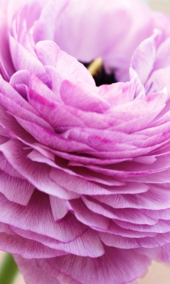 Pink Ranunculus screenshot #1 240x400
