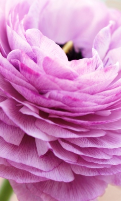 Pink Ranunculus wallpaper 240x400