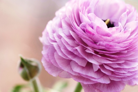 Pink Ranunculus screenshot #1 480x320