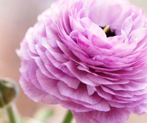 Pink Ranunculus screenshot #1 480x400