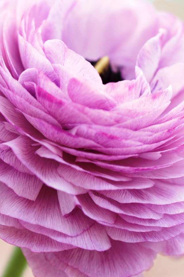 Das Pink Ranunculus Wallpaper 640x960