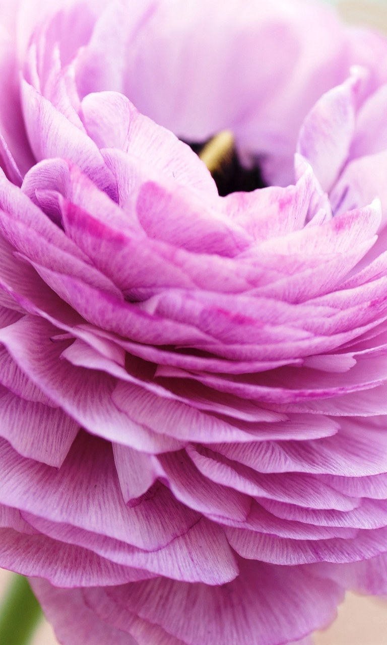 Fondo de pantalla Pink Ranunculus 768x1280