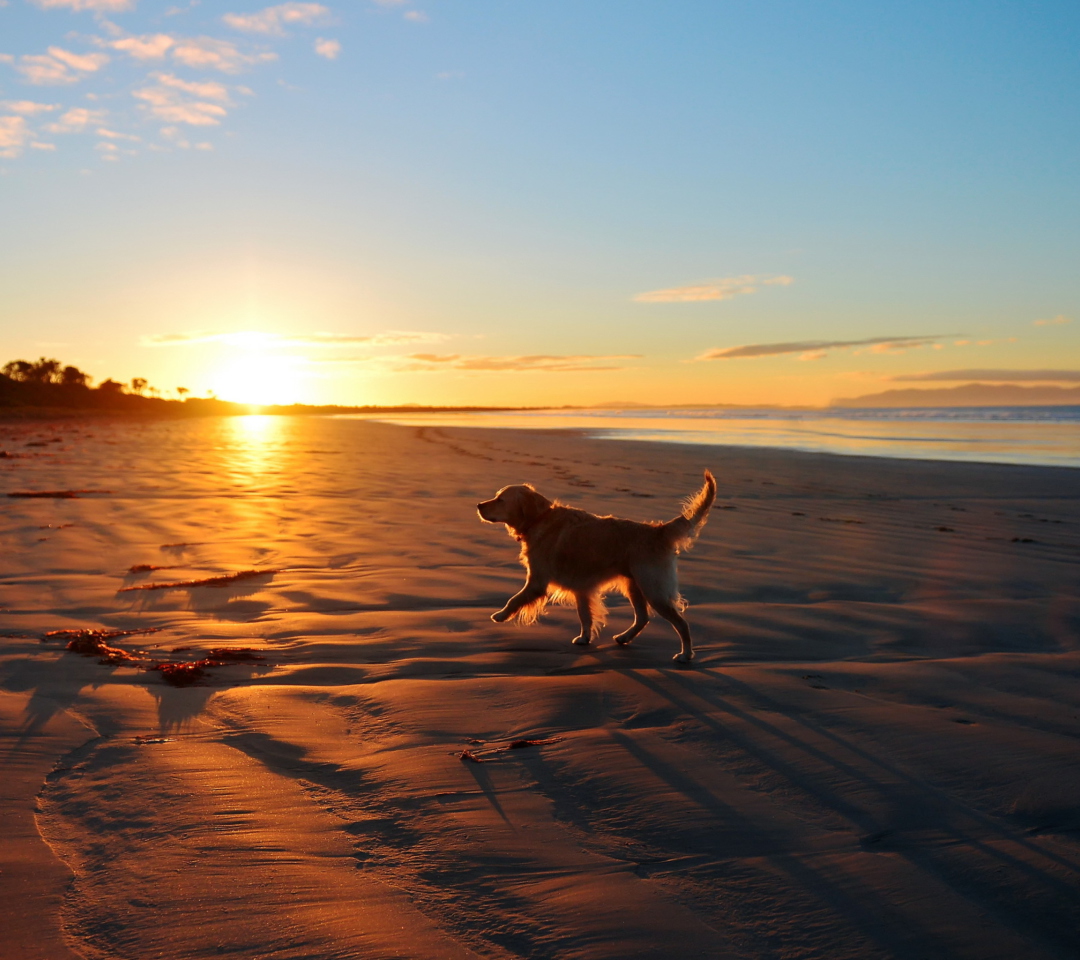 Sfondi Dog At Sunset 1080x960