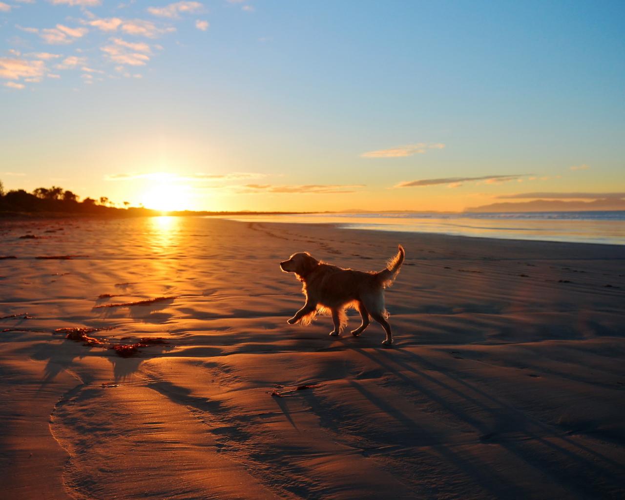 Das Dog At Sunset Wallpaper 1280x1024