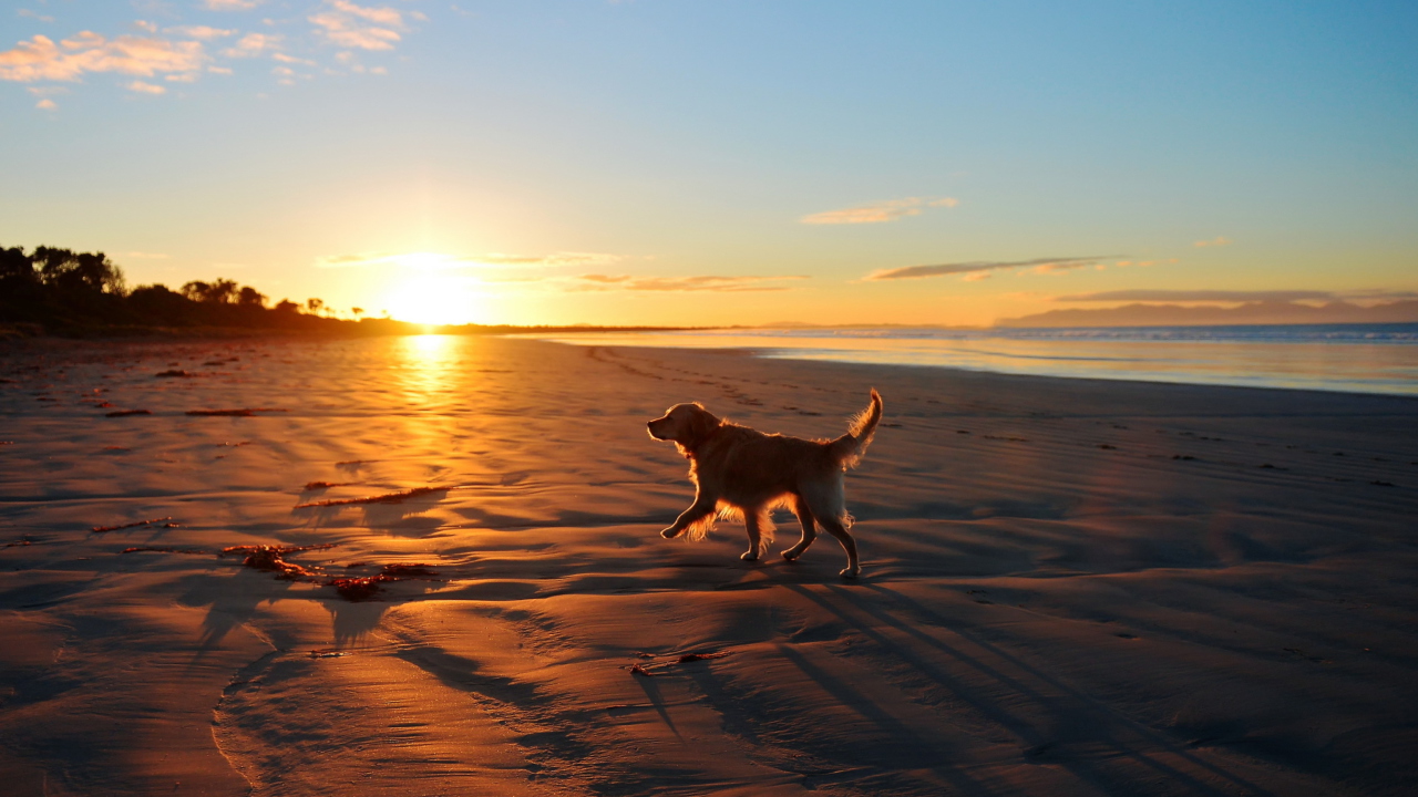Fondo de pantalla Dog At Sunset 1280x720