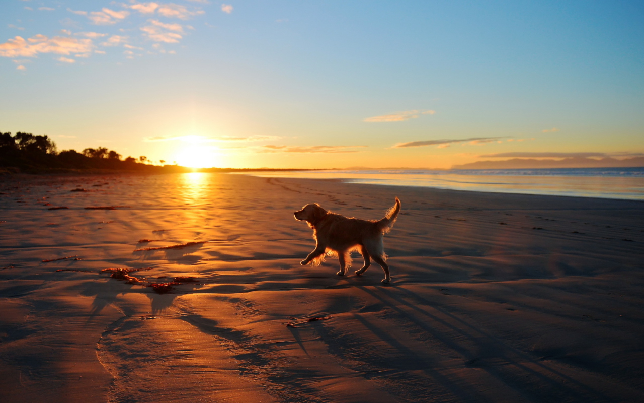 Dog At Sunset wallpaper 1280x800