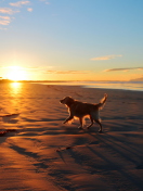 Sfondi Dog At Sunset 132x176