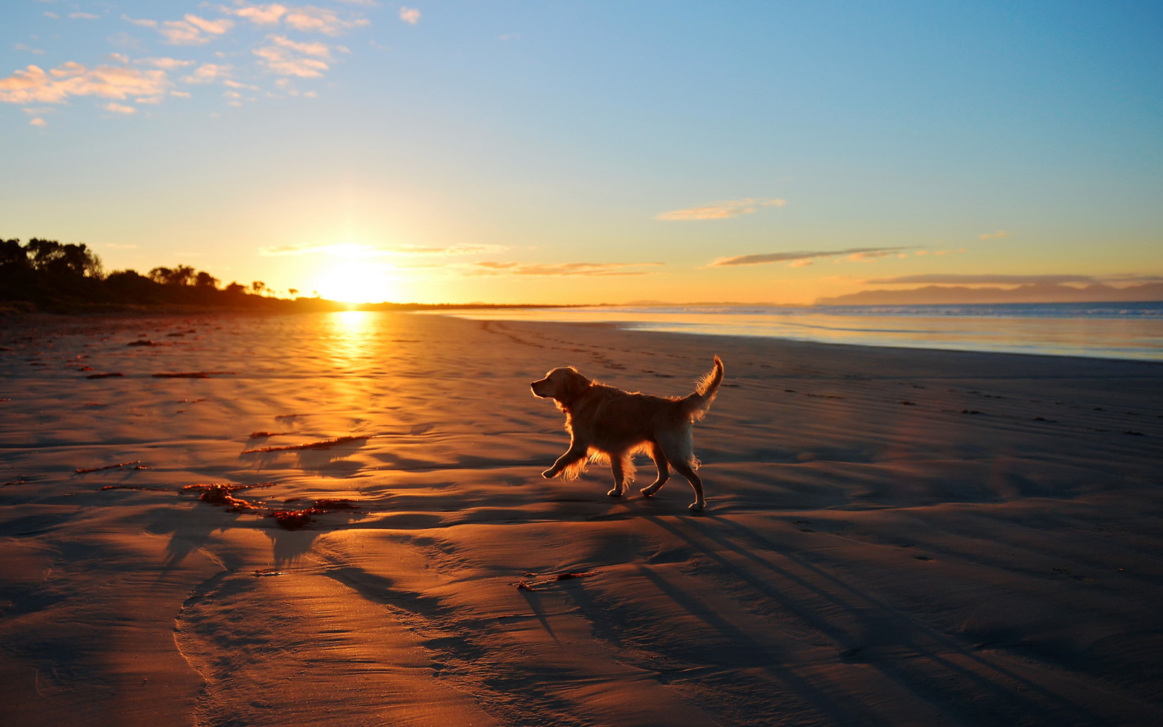 Обои Dog At Sunset 1680x1050