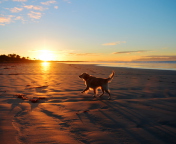 Dog At Sunset screenshot #1 176x144