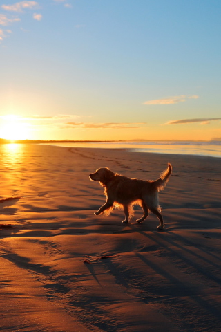 Das Dog At Sunset Wallpaper 320x480