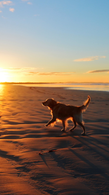 Das Dog At Sunset Wallpaper 360x640