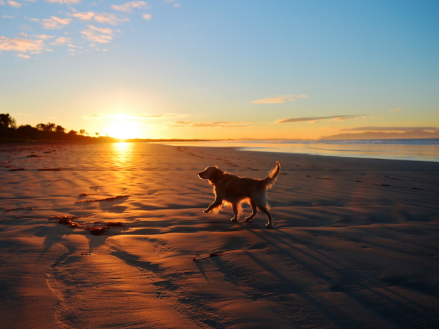 Обои Dog At Sunset 640x480
