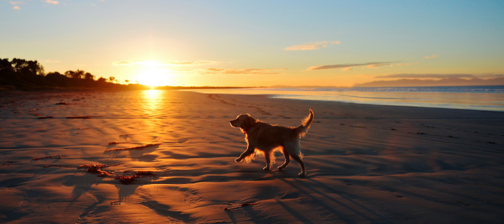 Sfondi Dog At Sunset 720x320