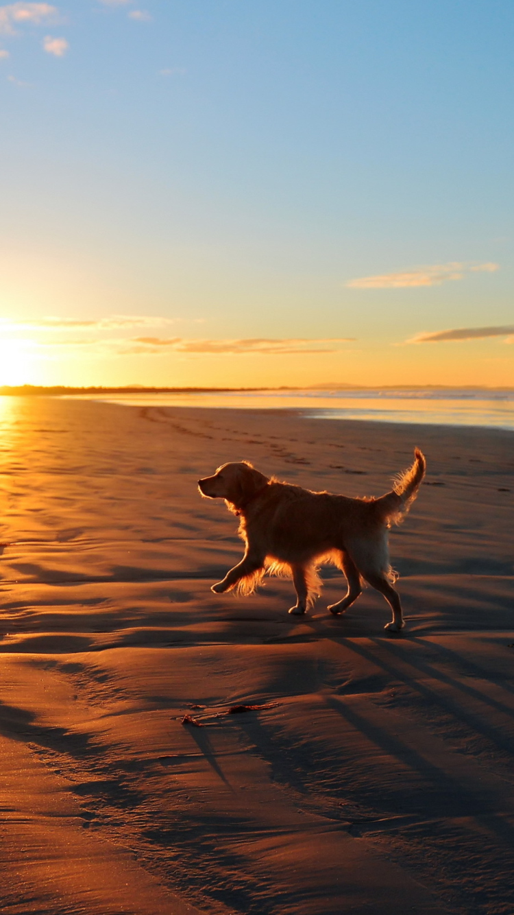 Sfondi Dog At Sunset 750x1334