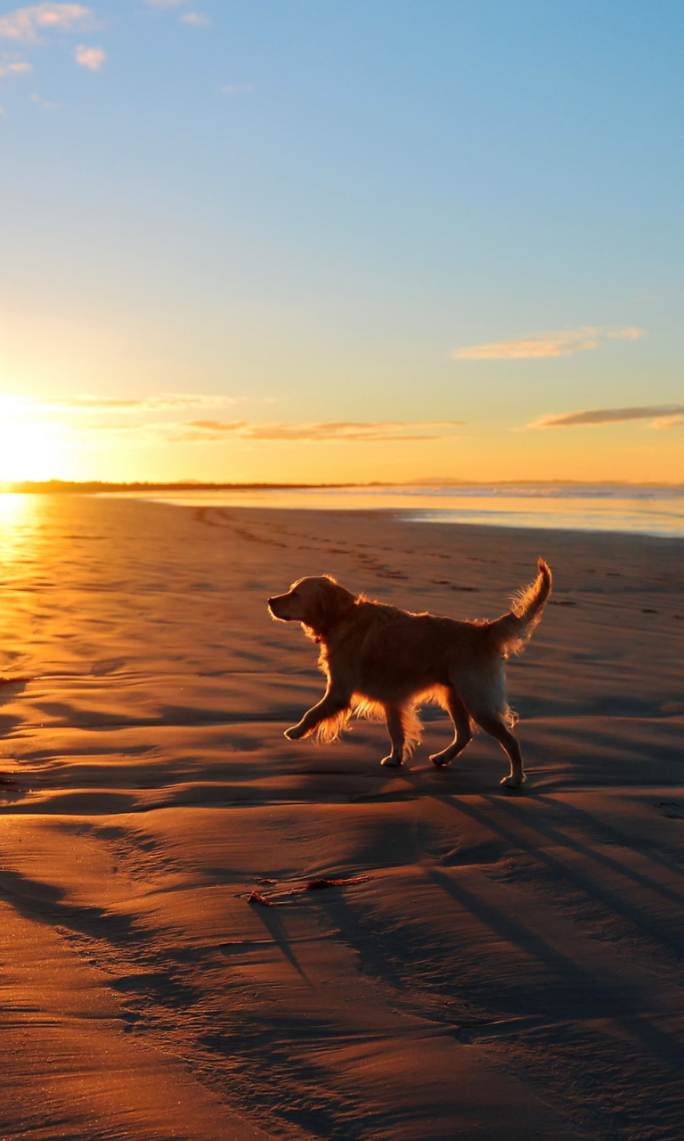 Sfondi Dog At Sunset 768x1280