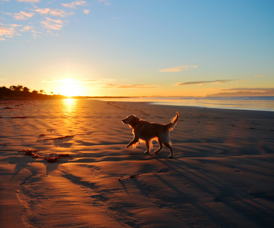 Dog At Sunset wallpaper 960x800