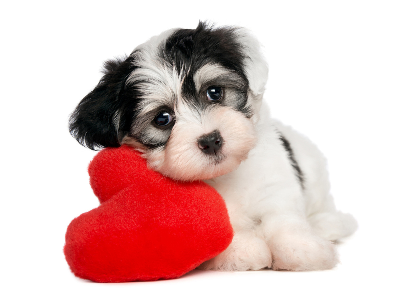 Das Cutest Puppy Wallpaper 1280x960
