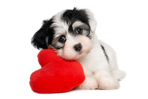 Cutest Puppy wallpaper 480x320