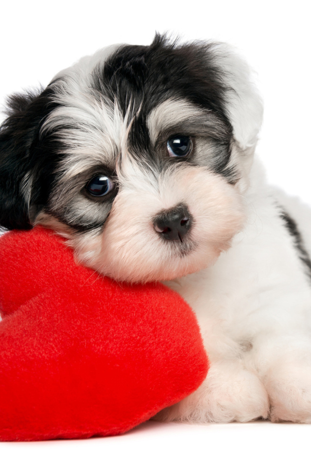 Das Cutest Puppy Wallpaper 640x960