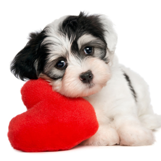 Cutest Puppy - Obrázkek zdarma pro iPad mini 2