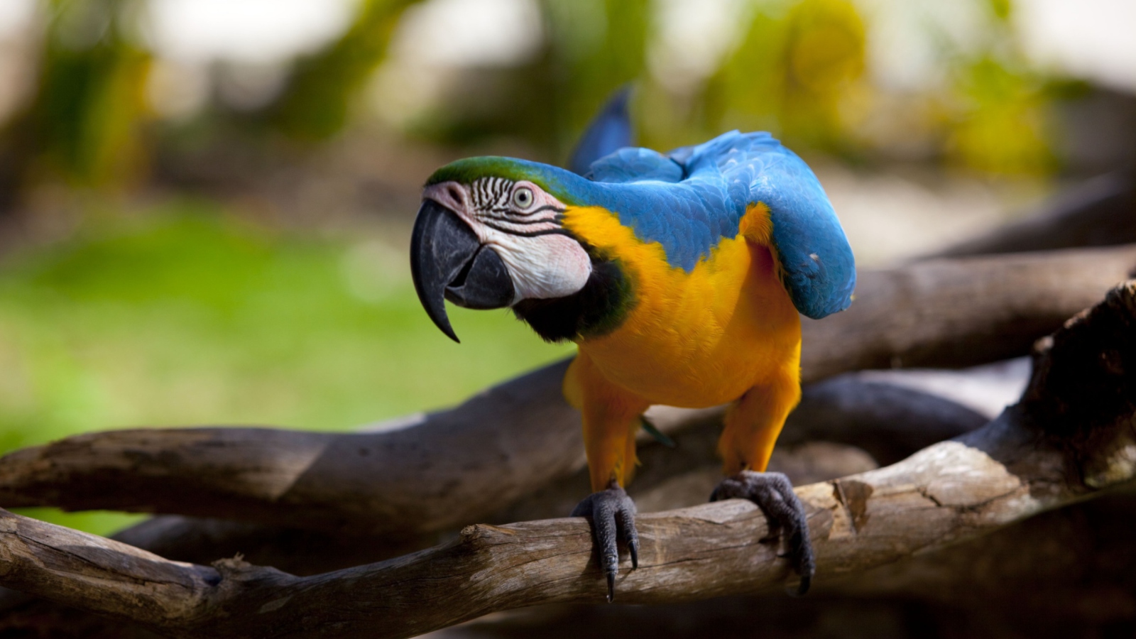 Sfondi Funny Parrot 1600x900