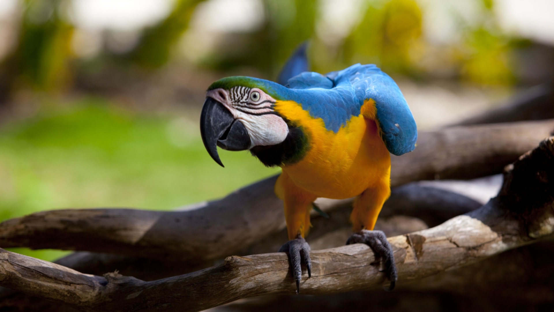 Fondo de pantalla Funny Parrot 1920x1080