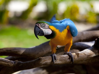 Das Funny Parrot Wallpaper 320x240