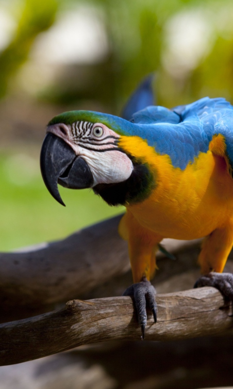 Funny Parrot wallpaper 480x800