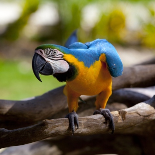 Funny Parrot - Obrázkek zdarma pro iPad 3