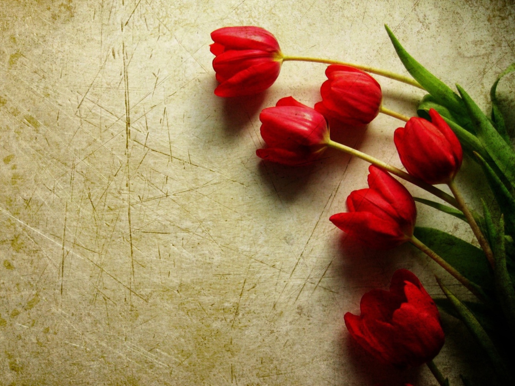 Обои Red Tulips 1024x768