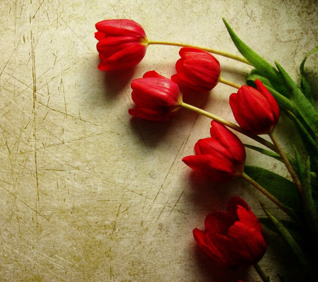 Обои Red Tulips 1080x960