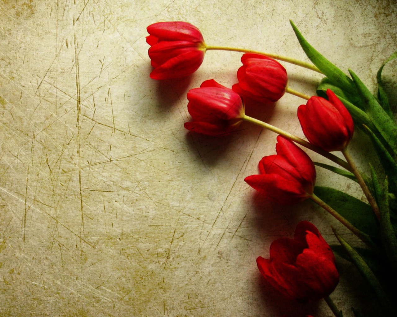 Red Tulips wallpaper 1280x1024